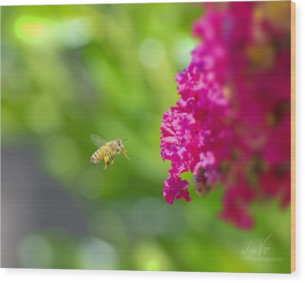 The Love of a Bee for Magenta Flowers - Wood Print