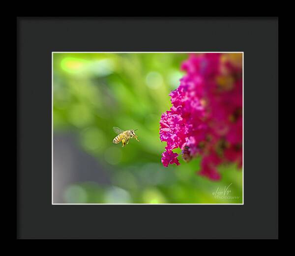 The Love of a Bee for Magenta Flowers - Framed Print