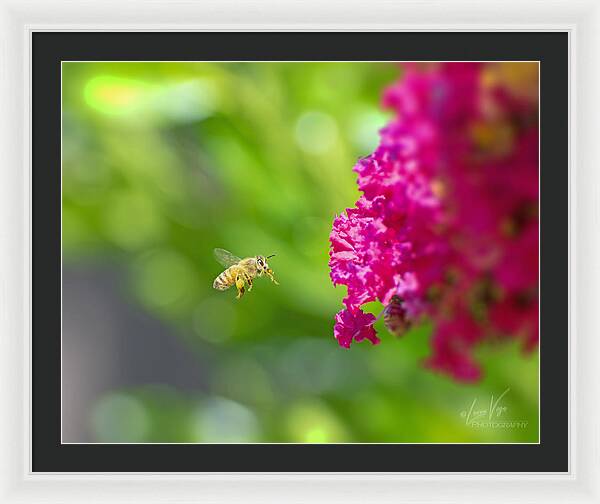 The Love of a Bee for Magenta Flowers - Framed Print