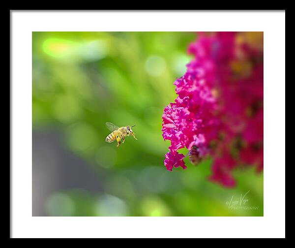 The Love of a Bee for Magenta Flowers - Framed Print