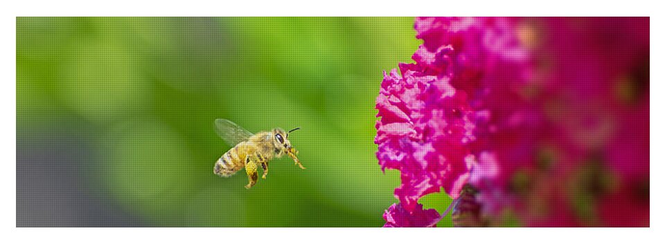 The Love of a Bee for Magenta Flowers - Yoga Mat