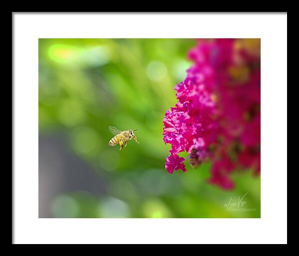 The Love of a Bee for Magenta Flowers - Framed Print