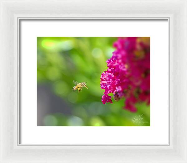 The Love of a Bee for Magenta Flowers - Framed Print