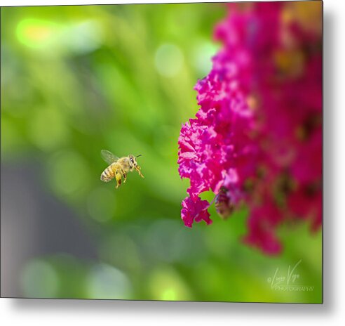 The Love of a Bee for Magenta Flowers - Metal Print