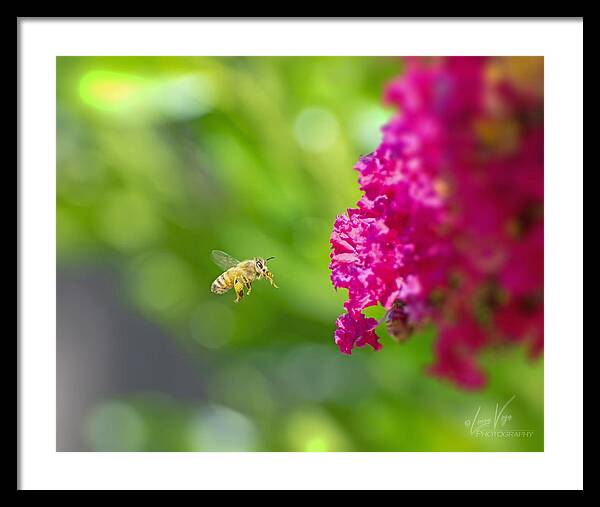 The Love of a Bee for Magenta Flowers - Framed Print