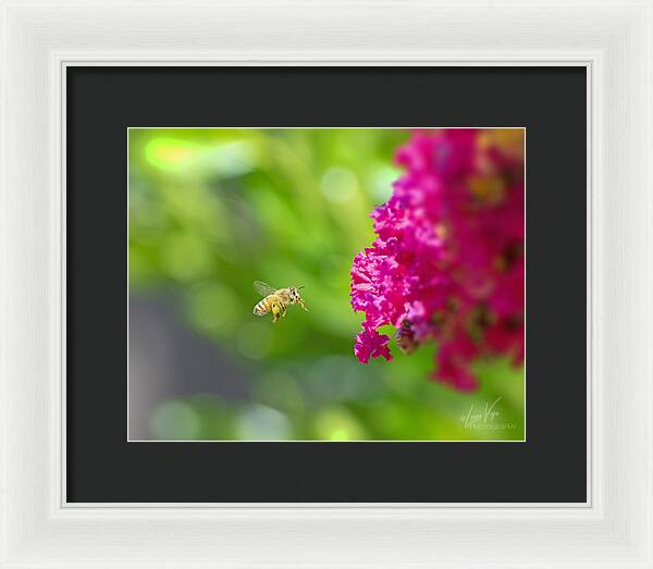 The Love of a Bee for Magenta Flowers - Framed Print