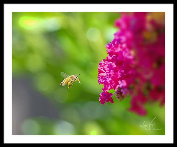 The Love of a Bee for Magenta Flowers - Framed Print