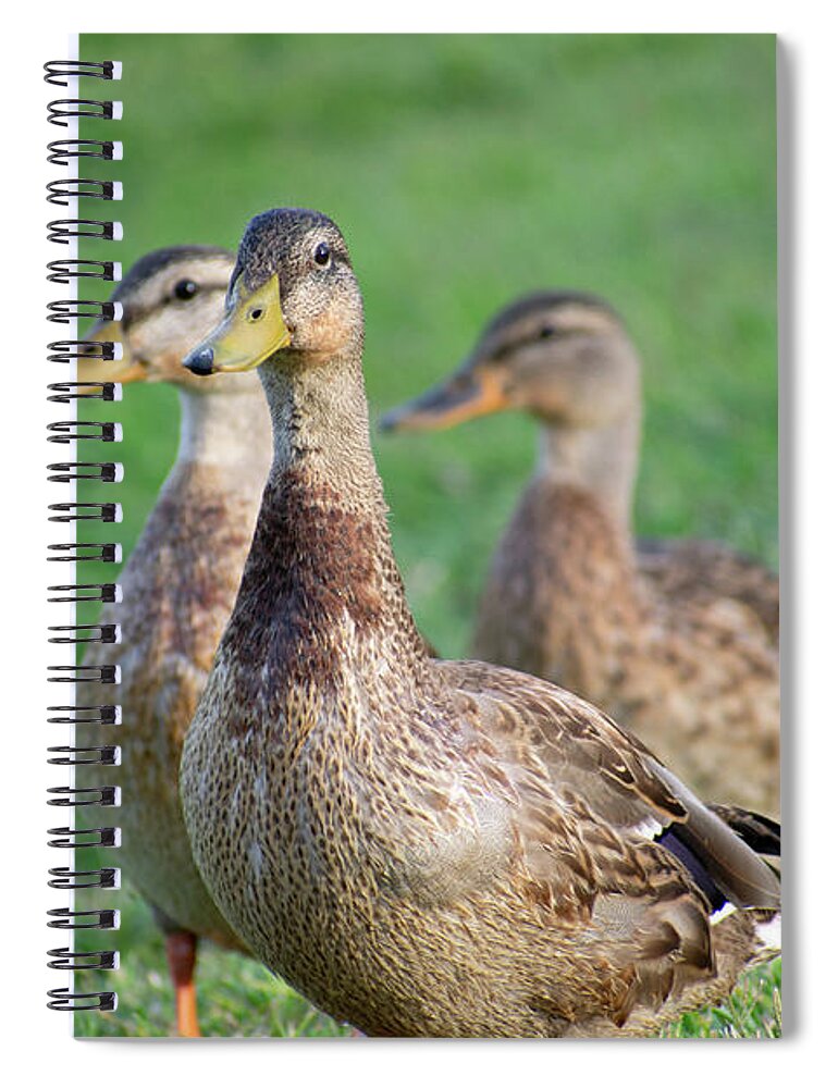 Three Little Ducks - Spiral Notebook