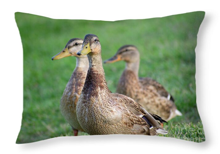 Three Little Ducks - Throw Pillow