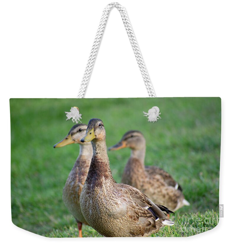 Three Little Ducks - Weekender Tote Bag