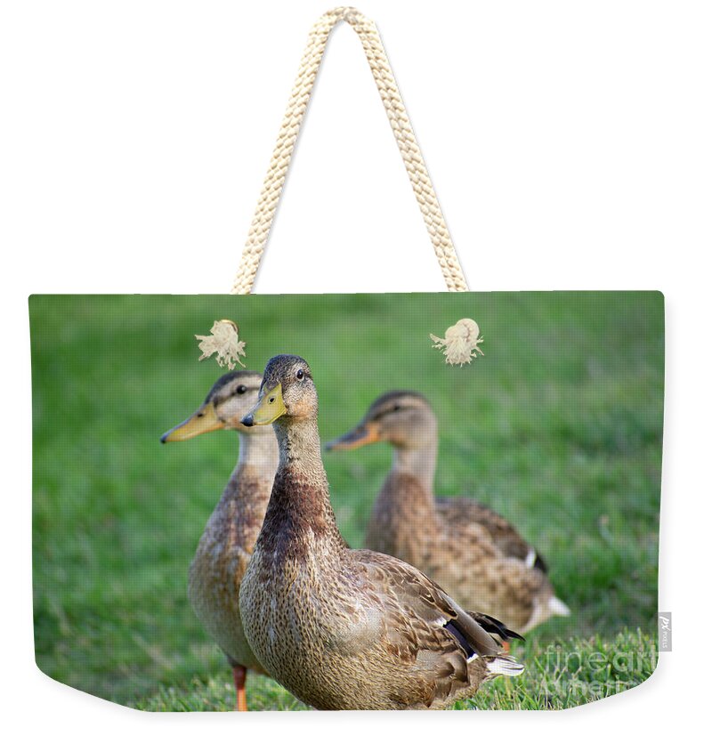 Three Little Ducks - Weekender Tote Bag