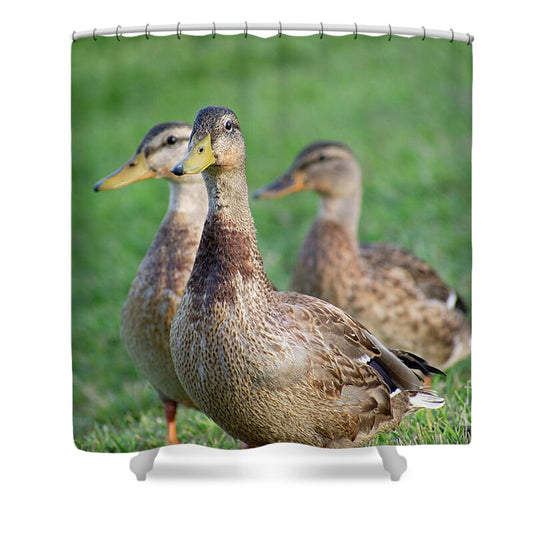 Three Little Ducks - Shower Curtain