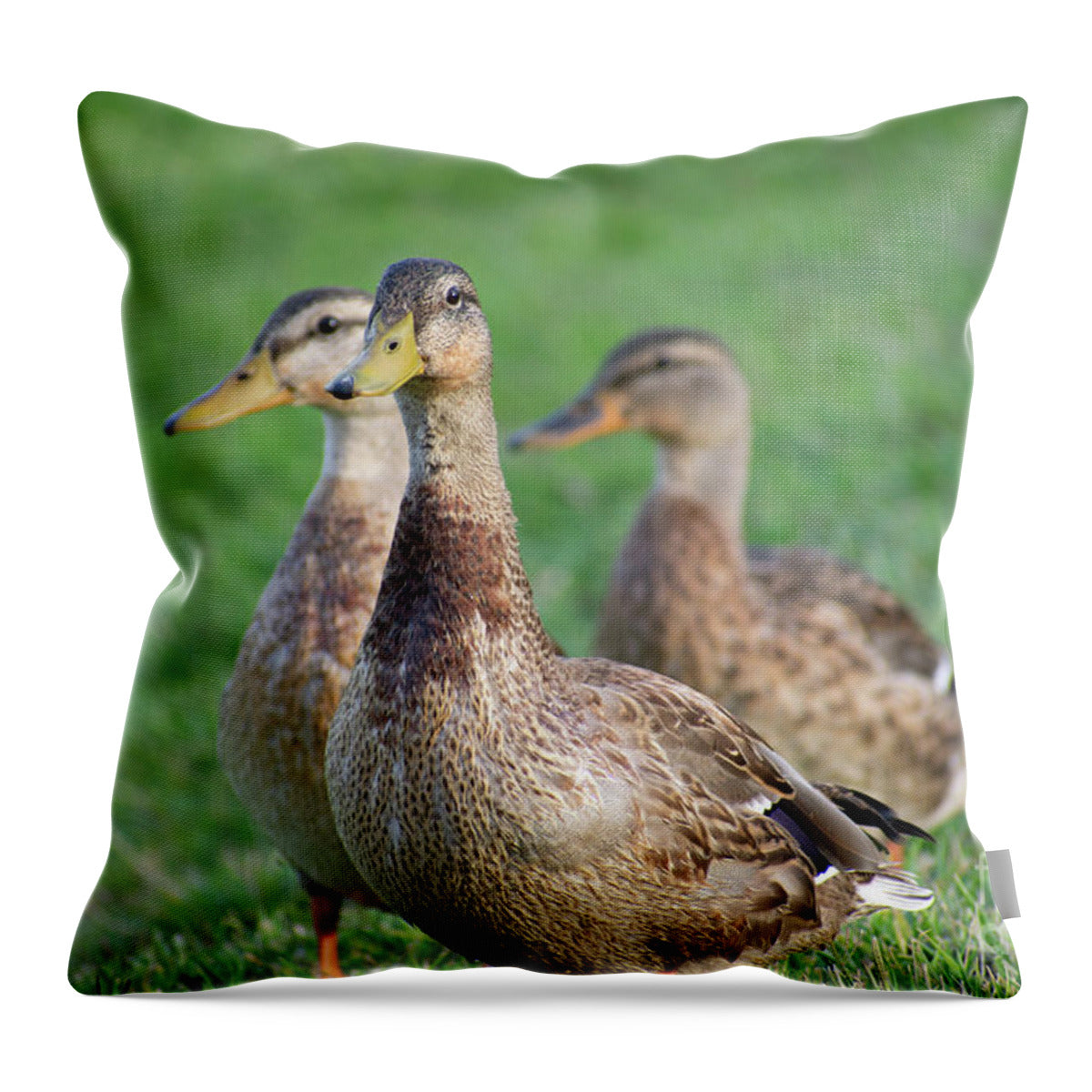 Three Little Ducks - Throw Pillow