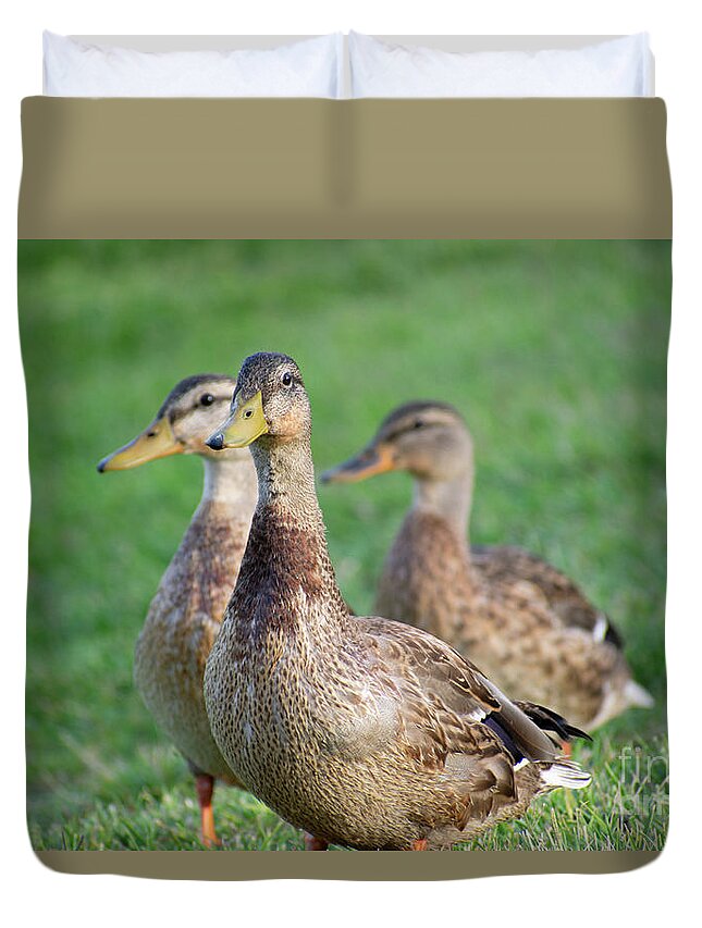 Three Little Ducks - Duvet Cover