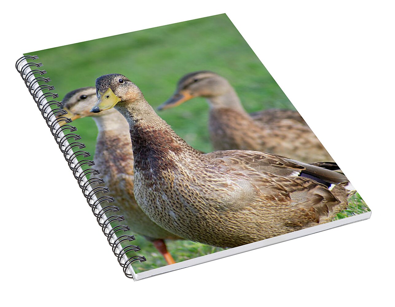 Three Little Ducks - Spiral Notebook