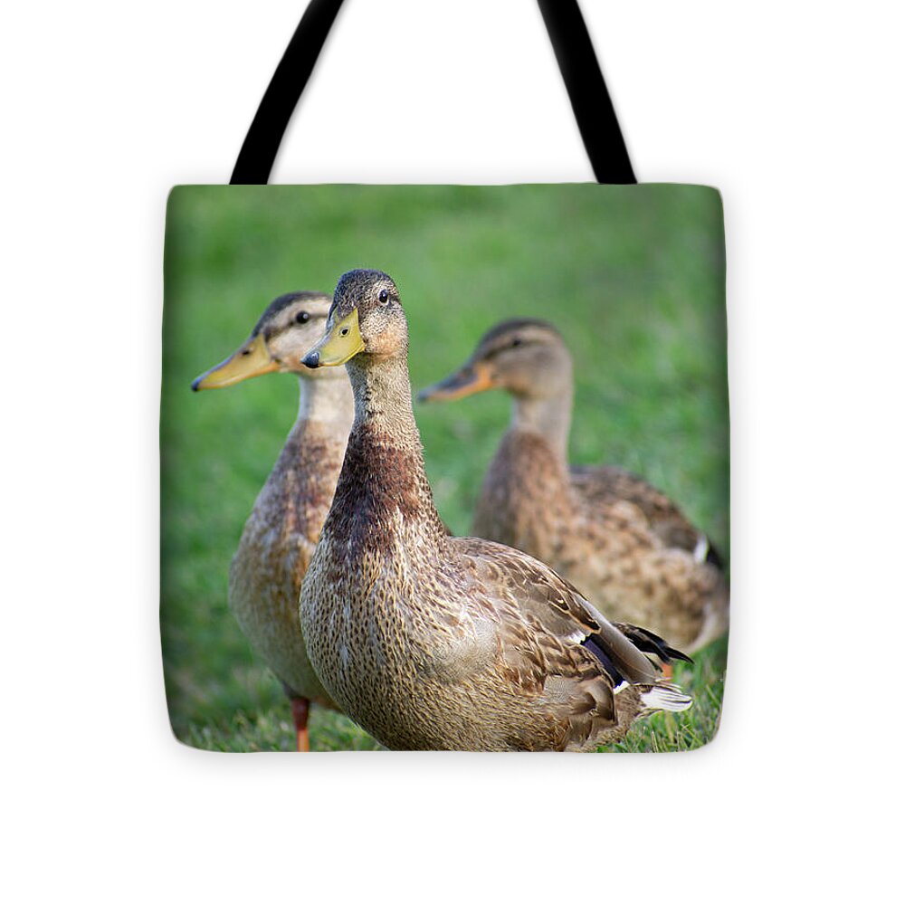 Three Little Ducks - Tote Bag