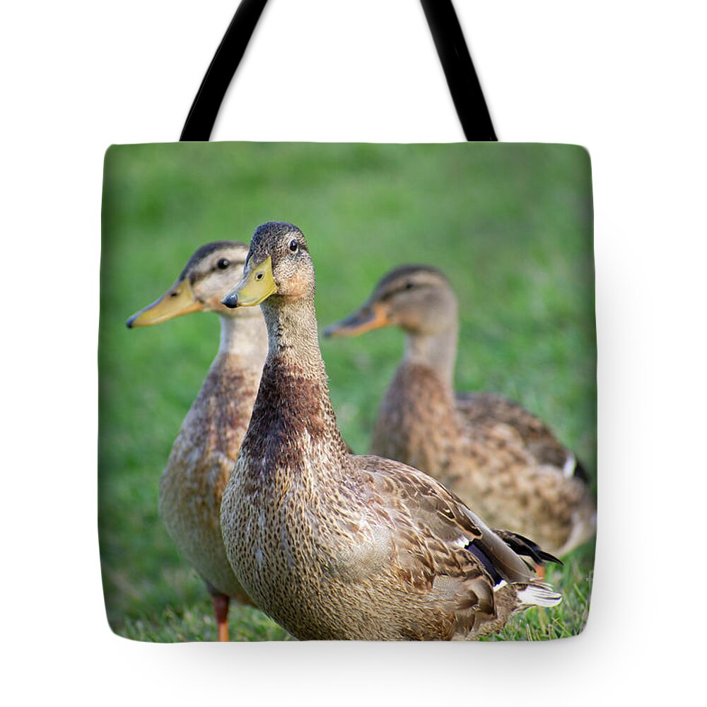 Three Little Ducks - Tote Bag