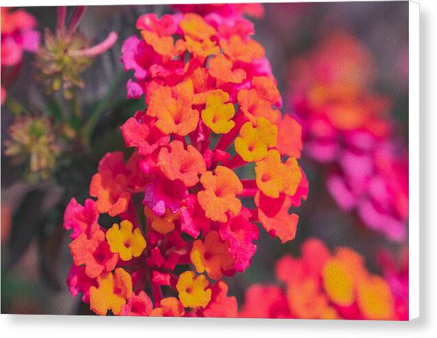 Tiny Flowers Landscape  - Canvas Print
