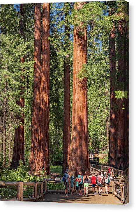 Tourists walking through the Giant Sequoias - Canvas Print