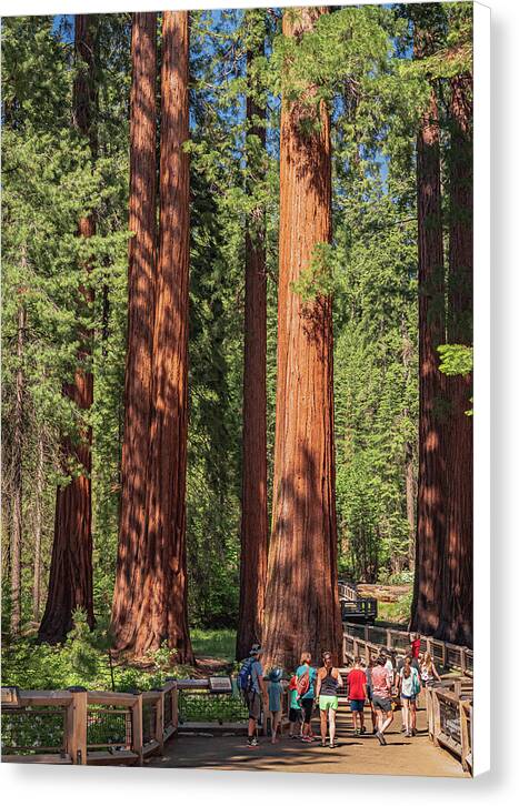 Tourists walking through the Giant Sequoias - Canvas Print