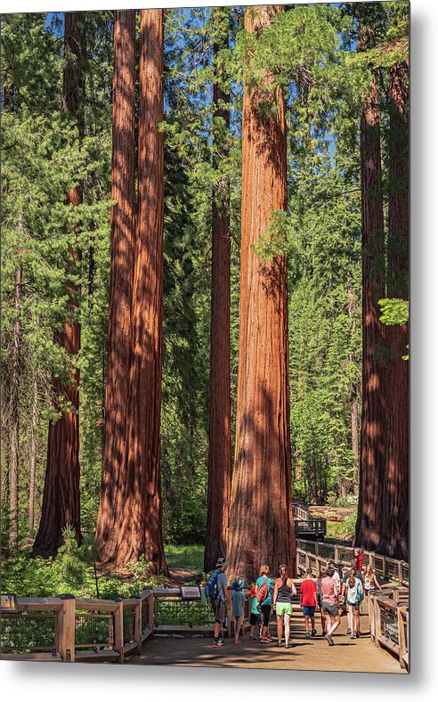 Tourists walking through the Giant Sequoias - Metal Print