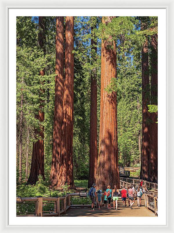 Tourists walking through the Giant Sequoias - Framed Print