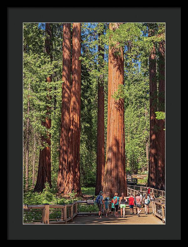 Tourists walking through the Giant Sequoias - Framed Print