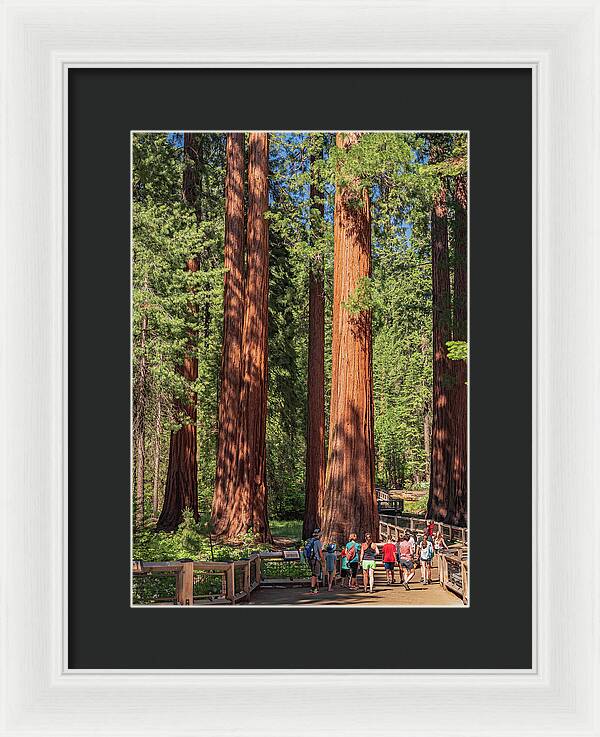 Tourists walking through the Giant Sequoias - Framed Print