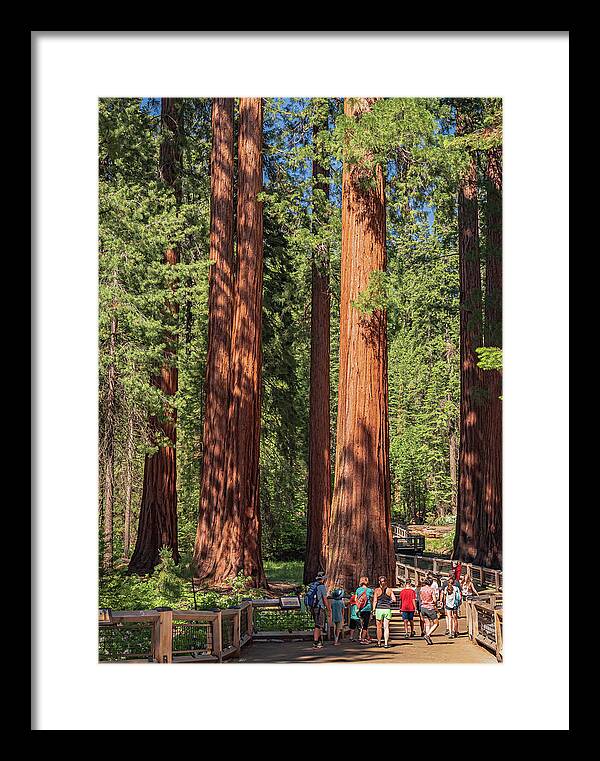 Tourists walking through the Giant Sequoias - Framed Print
