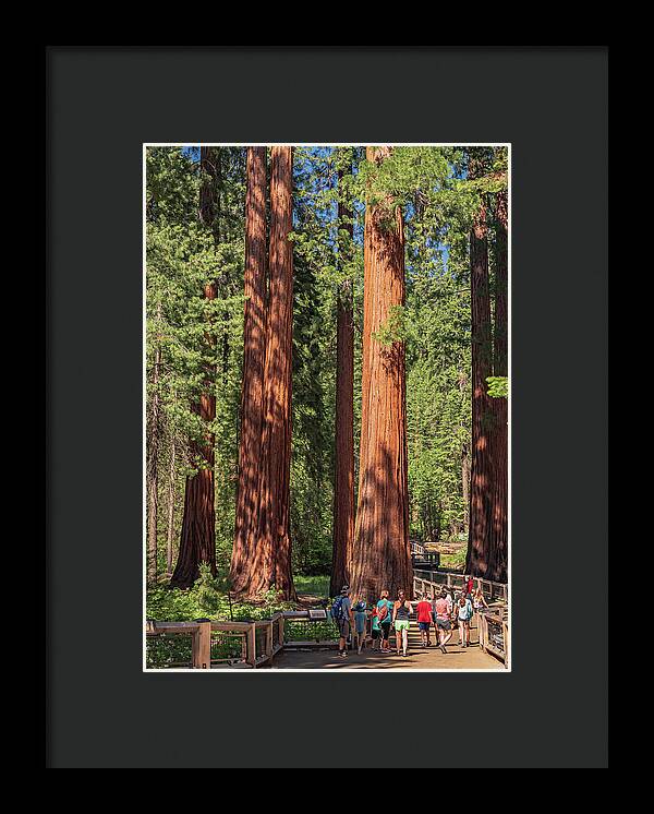 Tourists walking through the Giant Sequoias - Framed Print