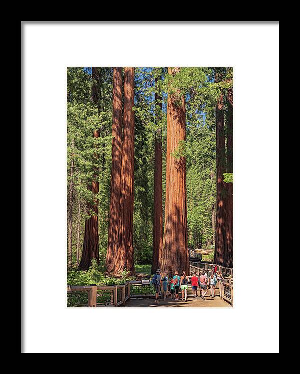Tourists walking through the Giant Sequoias - Framed Print