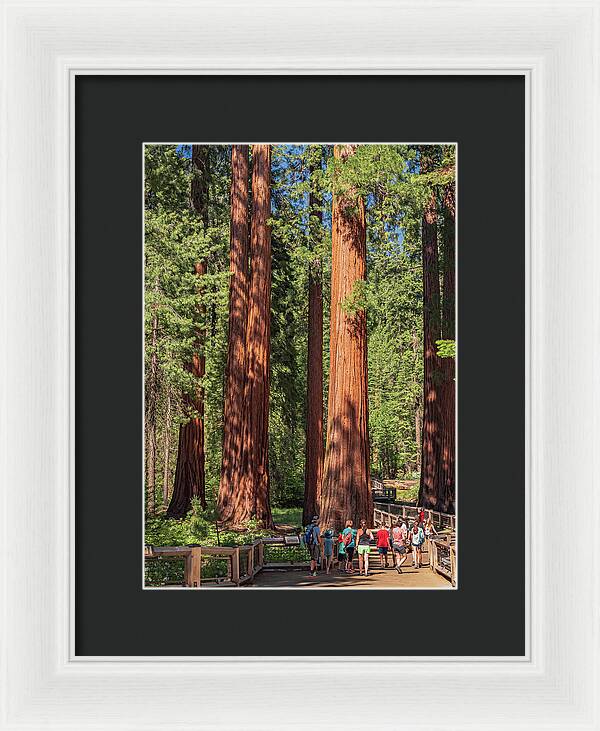 Tourists walking through the Giant Sequoias - Framed Print