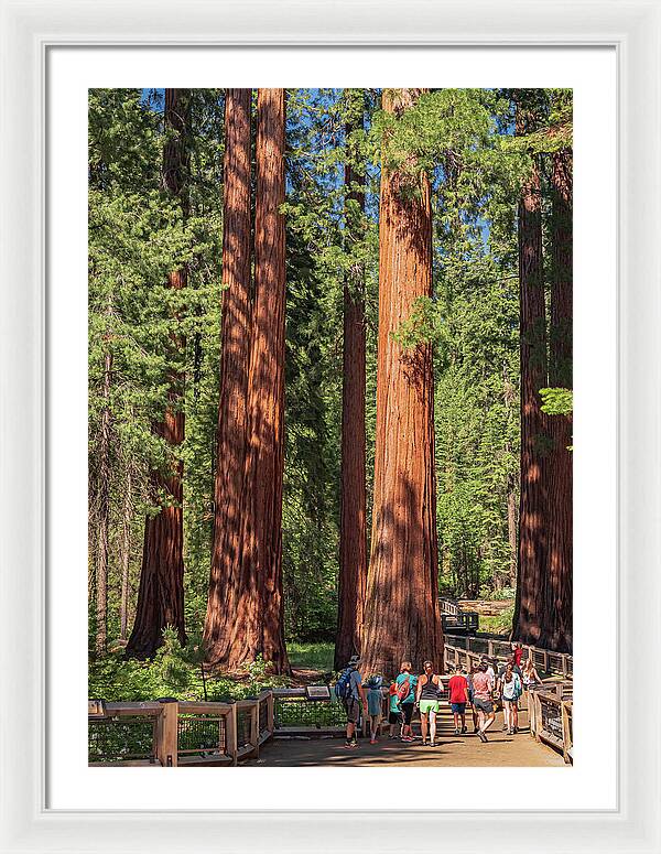 Tourists walking through the Giant Sequoias - Framed Print