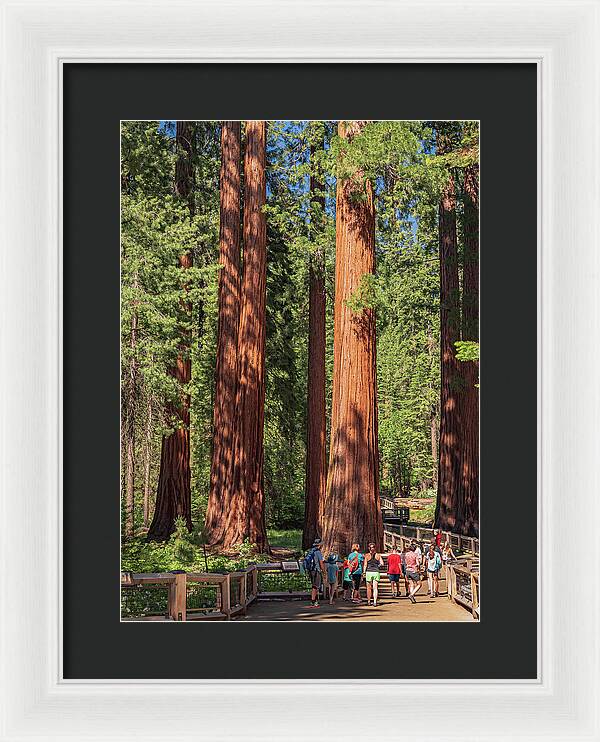 Tourists walking through the Giant Sequoias - Framed Print
