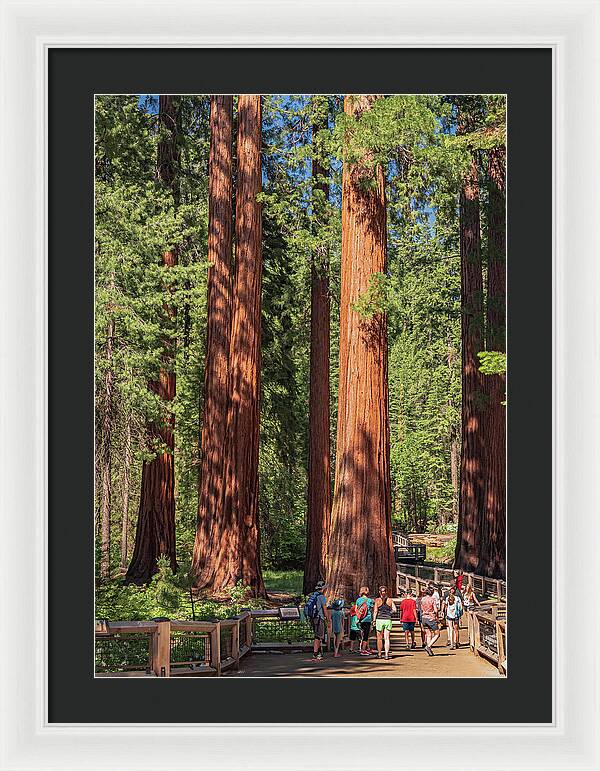 Tourists walking through the Giant Sequoias - Framed Print