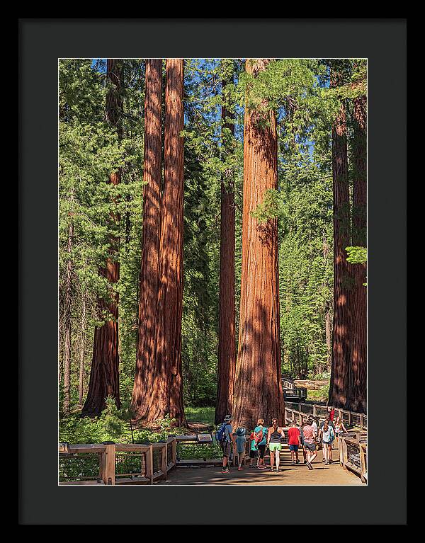 Tourists walking through the Giant Sequoias - Framed Print