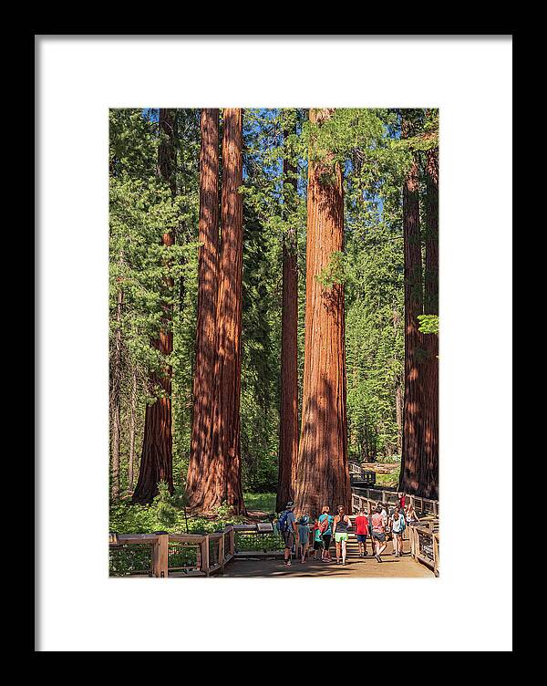 Tourists walking through the Giant Sequoias - Framed Print