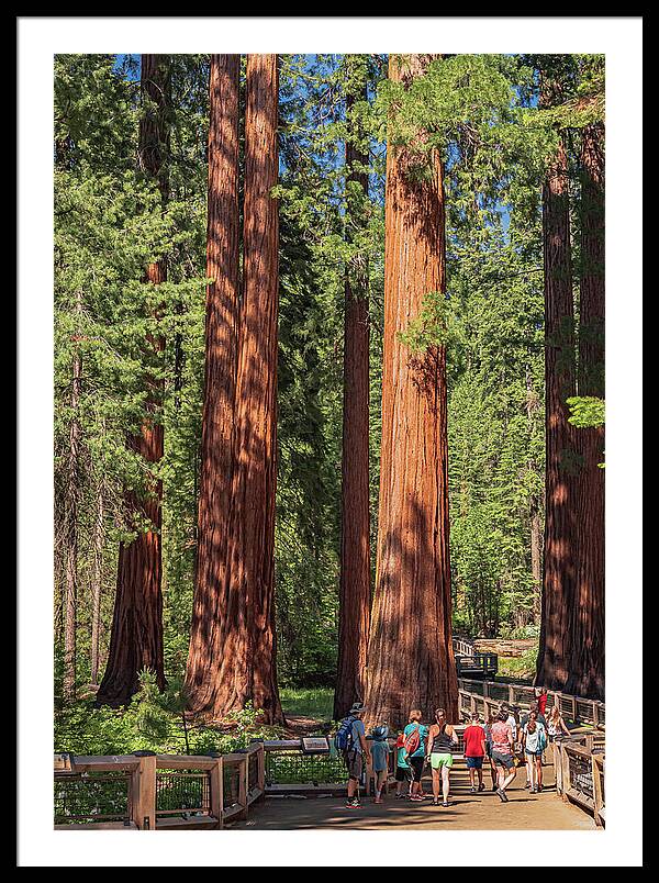 Tourists walking through the Giant Sequoias - Framed Print