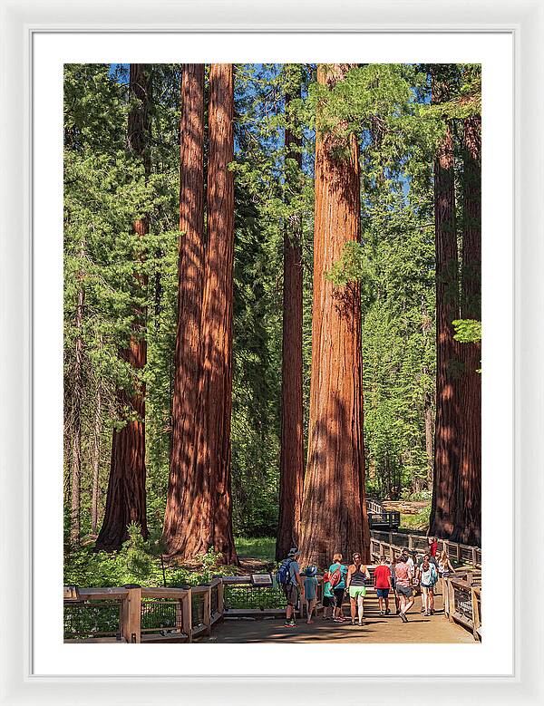Tourists walking through the Giant Sequoias - Framed Print