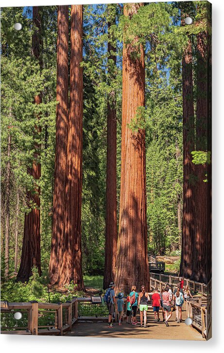 Tourists walking through the Giant Sequoias - Acrylic Print