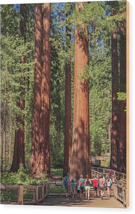 Tourists walking through the Giant Sequoias - Wood Print