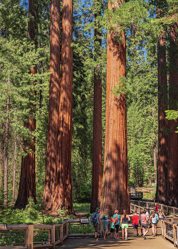 Tourists walking through the Giant Sequoias - Art Print
