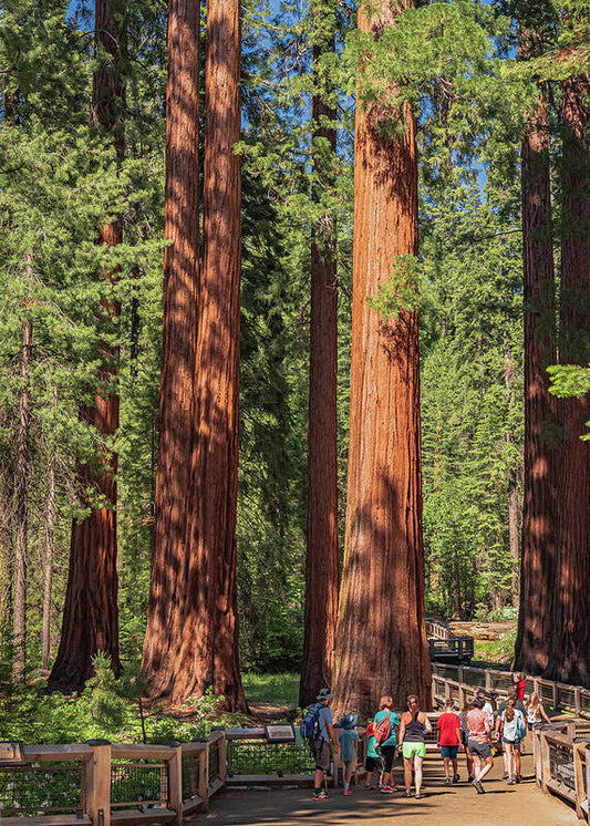 Tourists walking through the Giant Sequoias - Art Print
