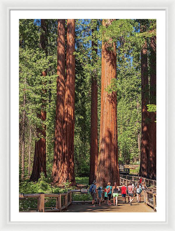 Tourists walking through the Giant Sequoias - Framed Print