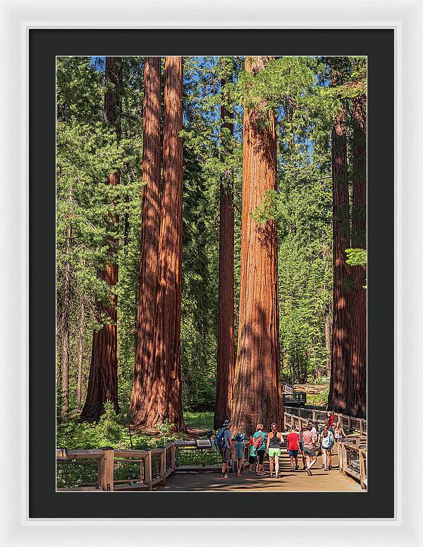 Tourists walking through the Giant Sequoias - Framed Print