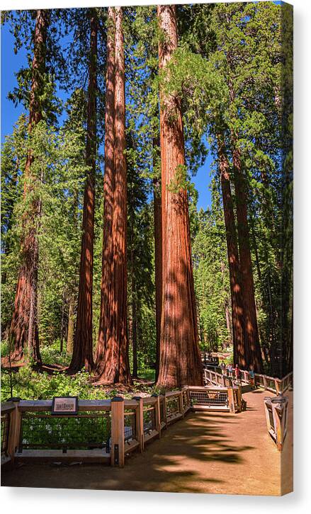 Trail Through Mariposa Grove - Canvas Print