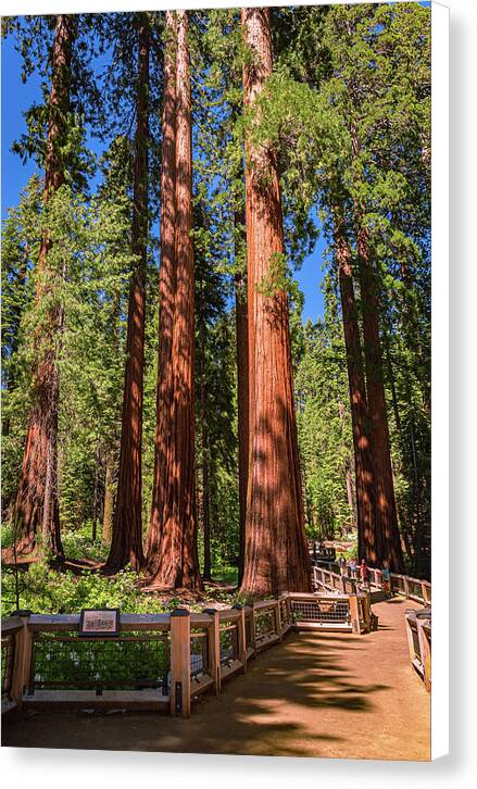 Trail Through Mariposa Grove - Canvas Print