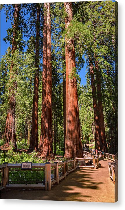 Trail Through Mariposa Grove - Acrylic Print