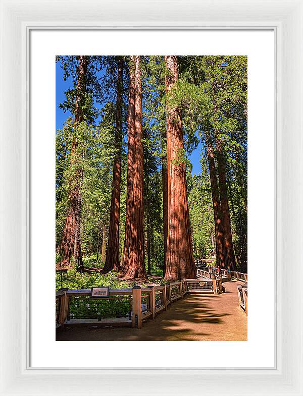 Trail Through Mariposa Grove - Framed Print