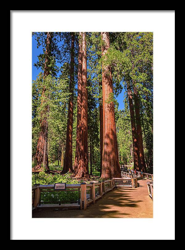 Trail Through Mariposa Grove - Framed Print